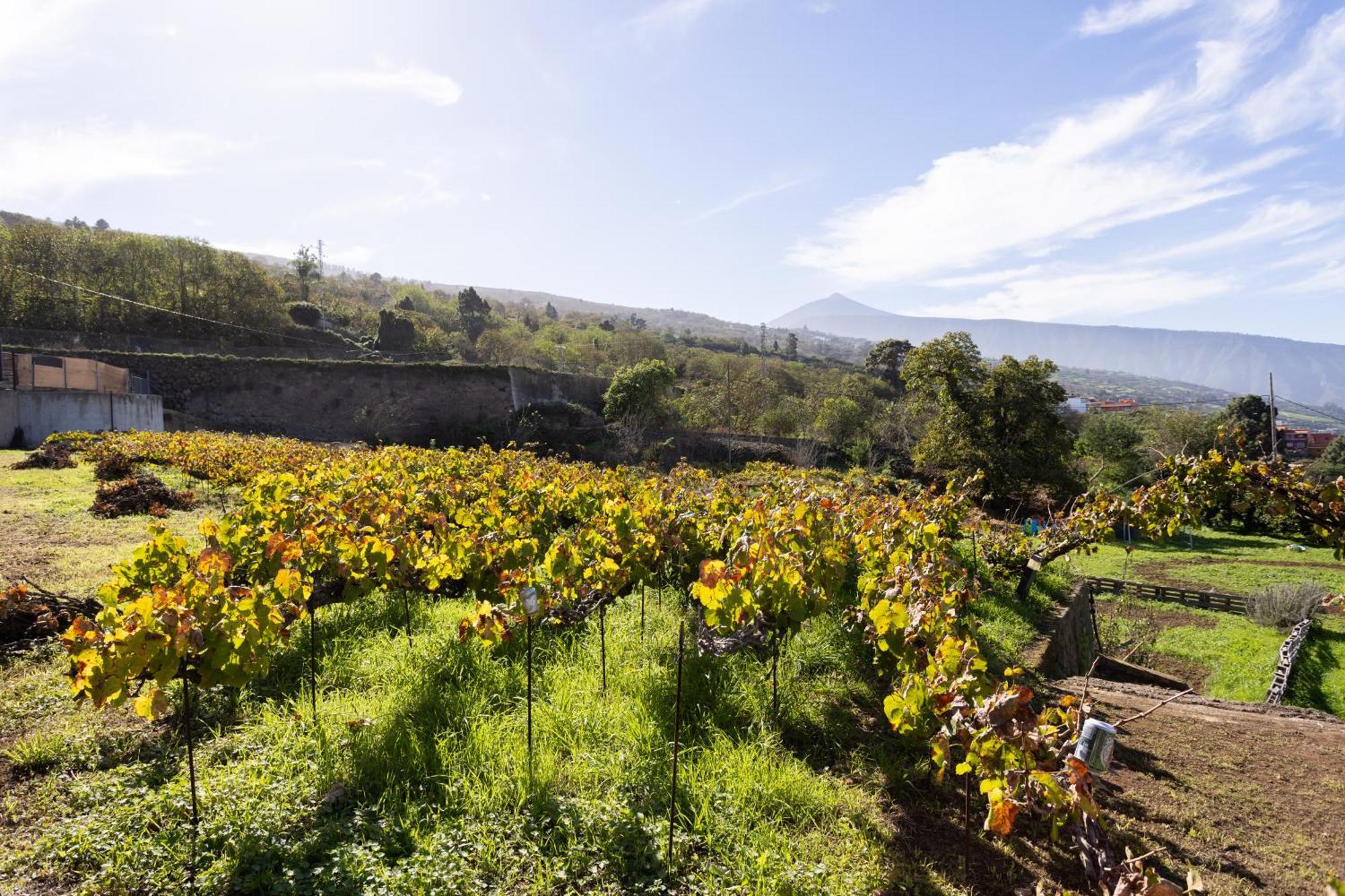 Ek Las Vistas Finca El Milagro La Orotava Eksteriør bilde