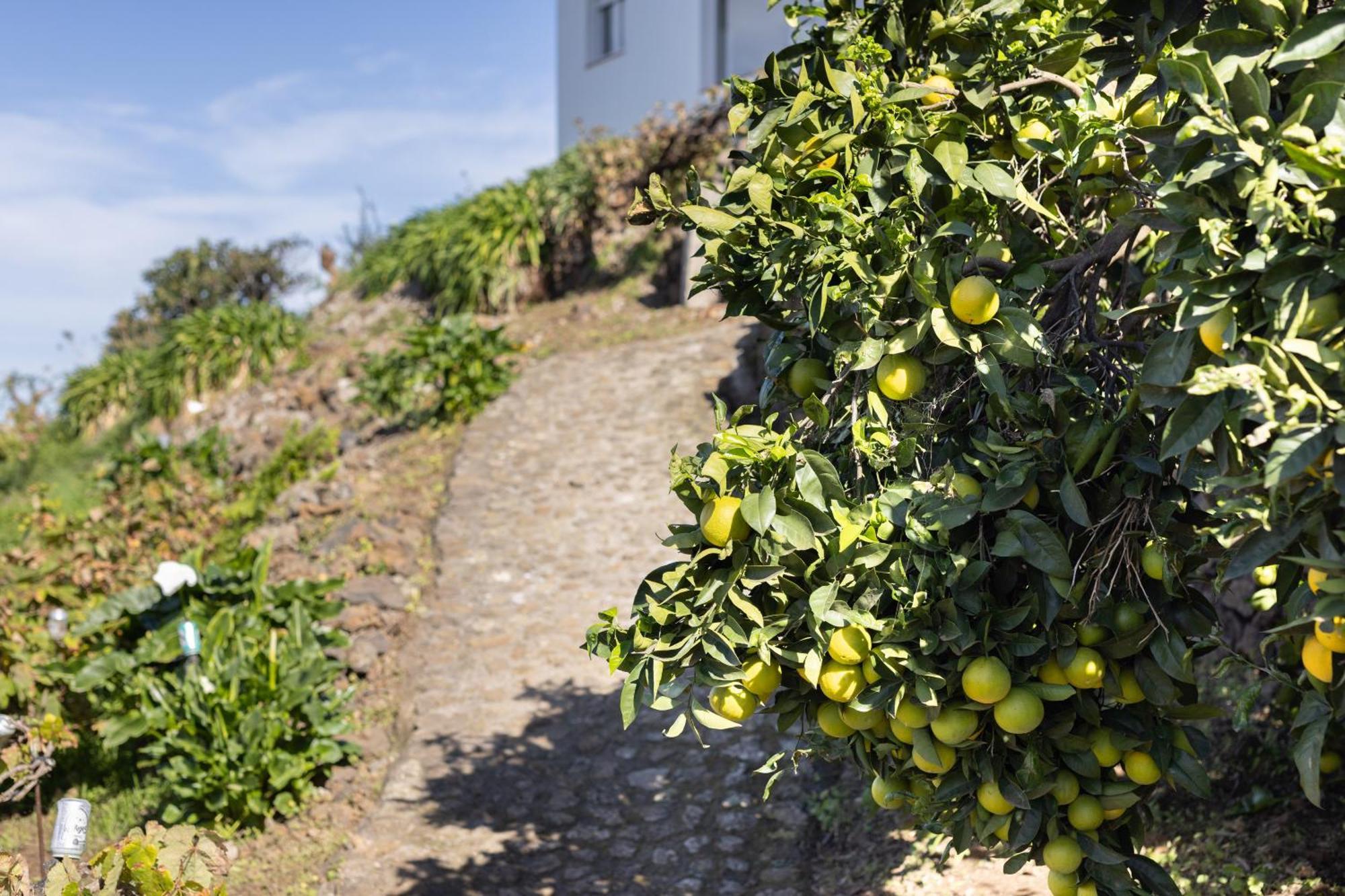 Ek Las Vistas Finca El Milagro La Orotava Eksteriør bilde